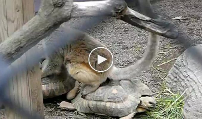 Лемур катается на двух черепахах