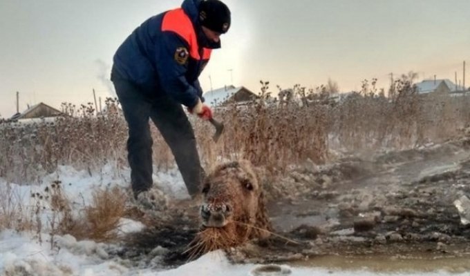 Спасение лошади и жеребенка из "ледяной ловушки" в Якутии (6 фото)