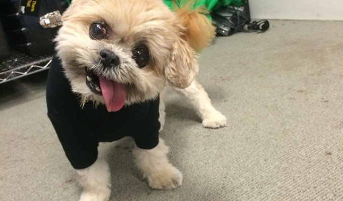 Бездомная собака обрела дом и стала звездой Instagram из-за сходства с Майли Сайрус (13 фото)