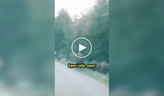 Поляки встретили зубров возле дороги