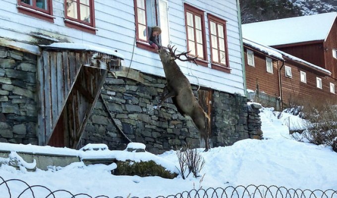 В Норвегии олень ежедневно навещает семью в знак благодарности за спасение (3 фото)