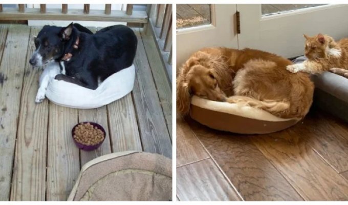 Hilarious cats and dogs sharing a bed with each other (31 photos + 1 video)