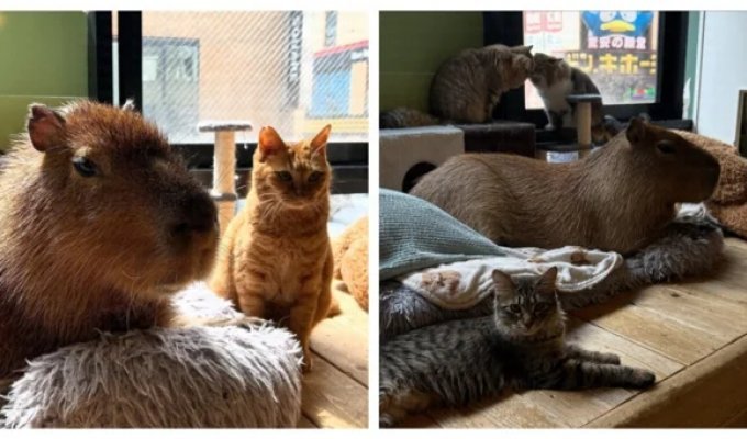 Кафе с капибарой и кошками в Токио (3 фото + 6 видео)