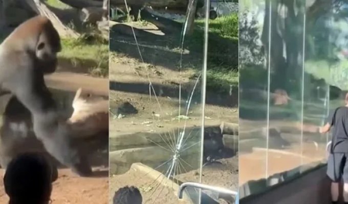 В зоопарке Сан-Диего горилла разбила стеклянное ограждение (6 фото + 1 видео)