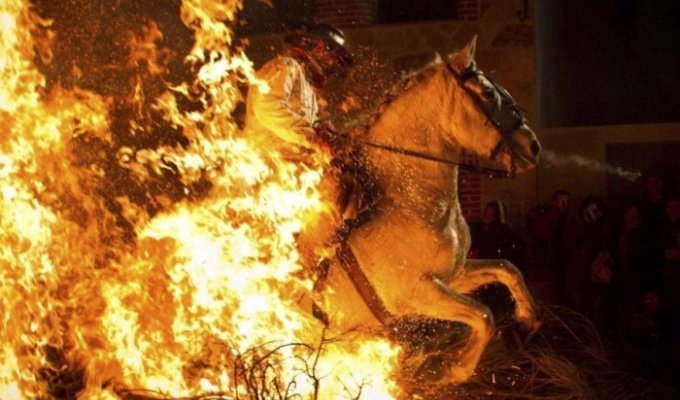 День Святого Антония или лошади в огне (9 фото)