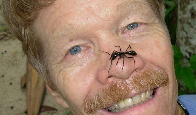 Энтомолог испытал на себе самые болезненные укусы насекомых и составил шкалу боли (11 фото)