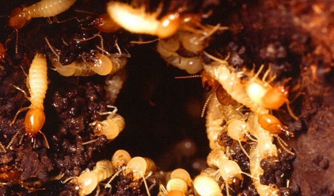 Termites (36 photos)