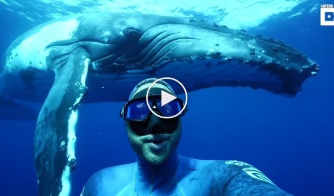 Австралийскому дайверу удалось поплавать с горбатым китом