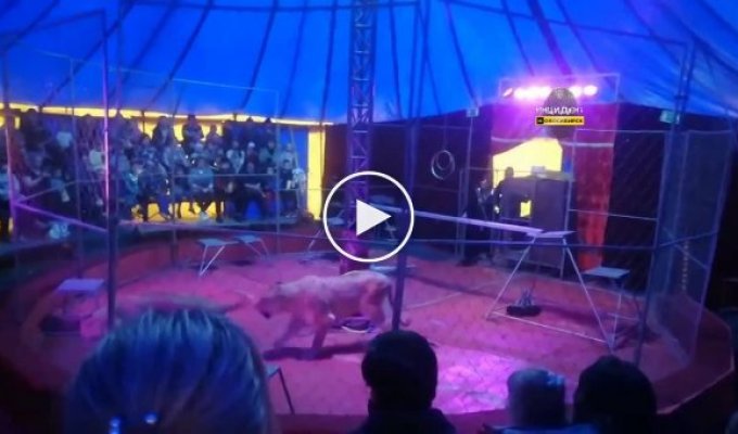 Львица напала на дрессировщика в новосибирском цирке