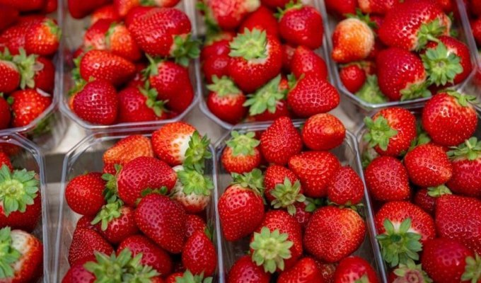 Study: strawberries against dementia (3 photos + 1 video)