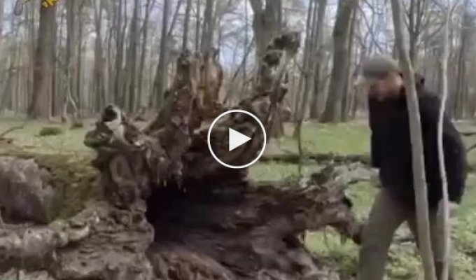 Временное жилище под упавшим деревом