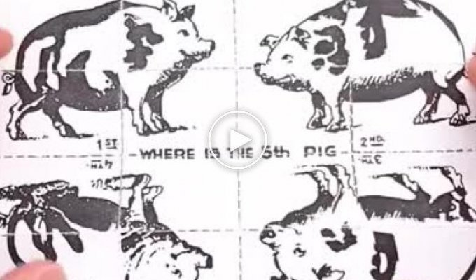 World's largest pig found