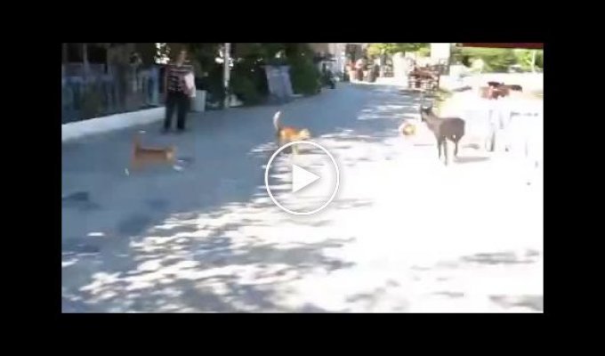 Местные рыжие коты напали на собаку