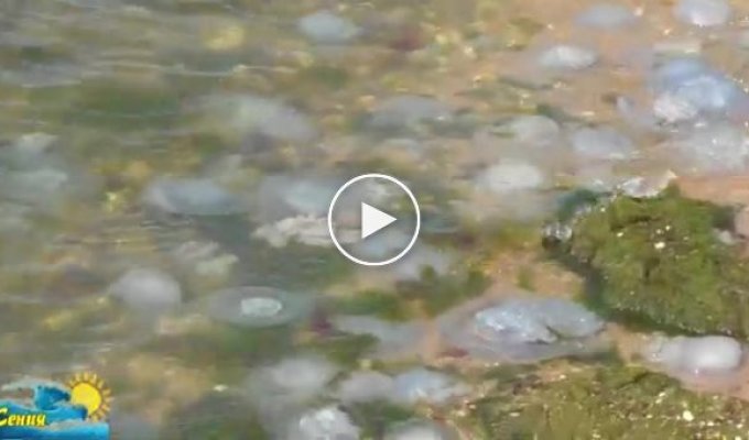 «Кладбище медуз» на пляжах Азовского моря вызвало отвращение у отдыхающих