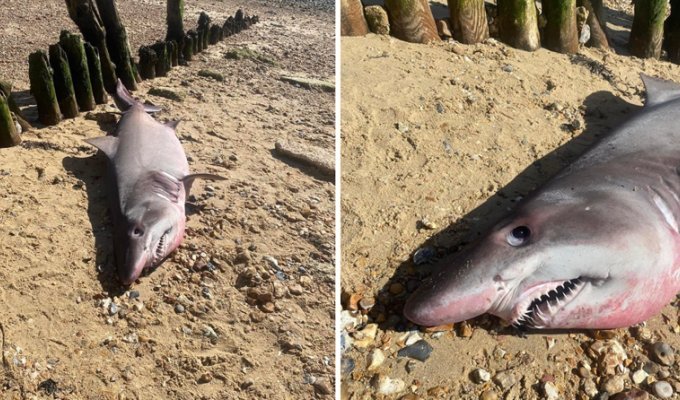На популярный пляж в Британии выбросило двухметровую акулу (3 фото + 1 видео)
