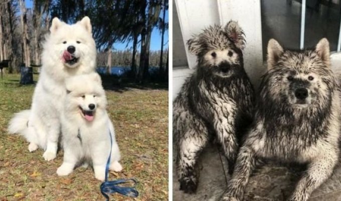 Dog lovers' pain: dogs and dirt (19 photos)