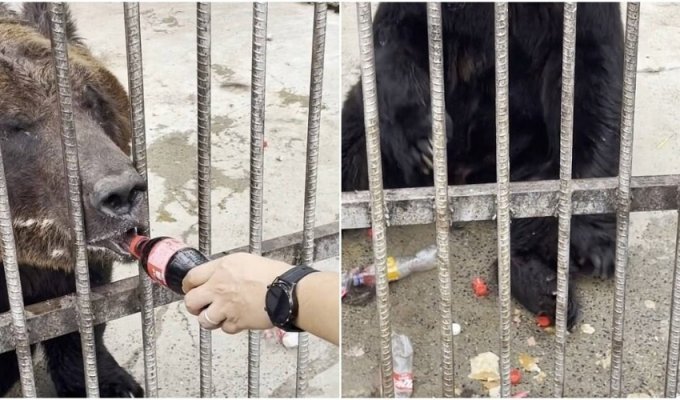 Stop it people: bear in Chinese zoo lives in a pile of rubbish (4 photos + 1 video)