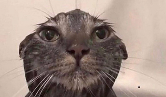 A selection of funny and cute cats while bathing (16 photos)