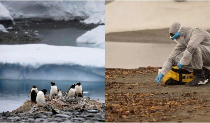 Thousands of penguins found dead in Antarctica (3 photos)
