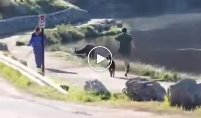 Во время пробежки к американцу неожиданно присоединился олень