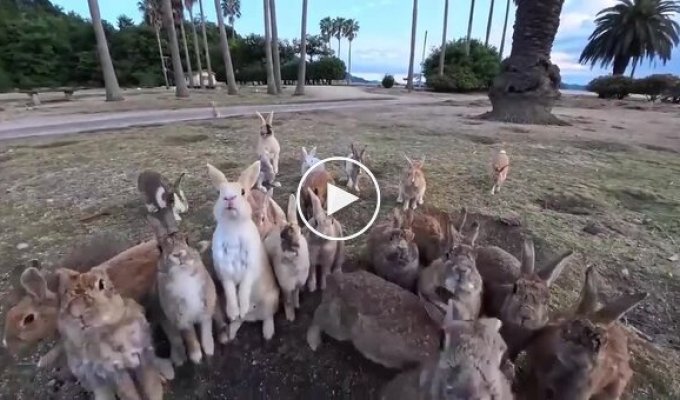Japanese Rabbit Island