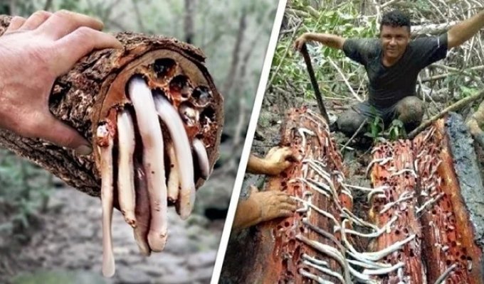 Шашень: червь, перевернувший ход истории (12 фото)