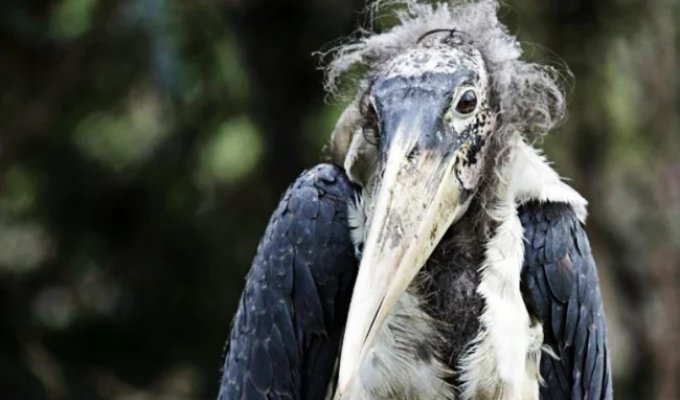 The Marabou Stork: How a Monstrous Bird Replaces Pigeons and Rats (8 Photos)