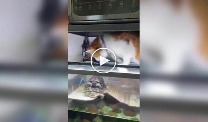 A cat interrupted a pair of mating turtles