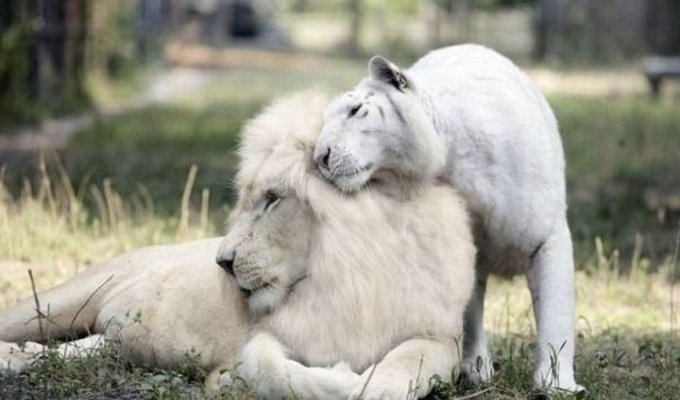 Новорожденные лигрята: детеныши белого льва и белой тигрицы
