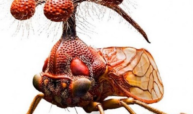 Самое уродливое насекомое на Земле (26 фото)