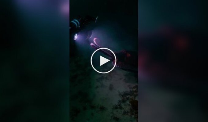 Осьминог заинтересовался камерой оператора