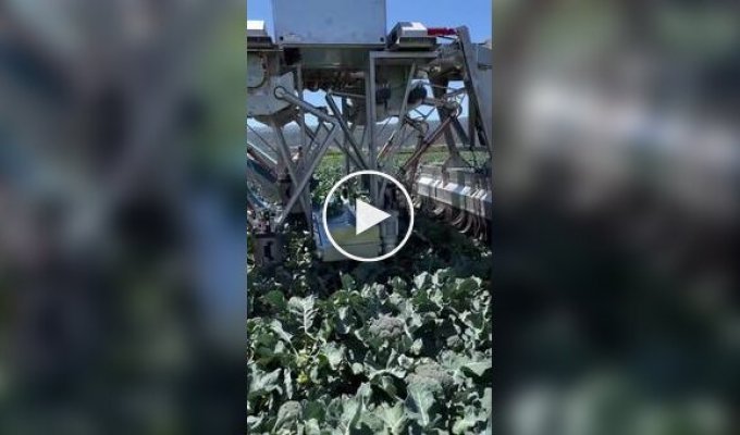 Агробот для сборки брокколи