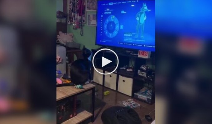 Кот осваивает новые движения