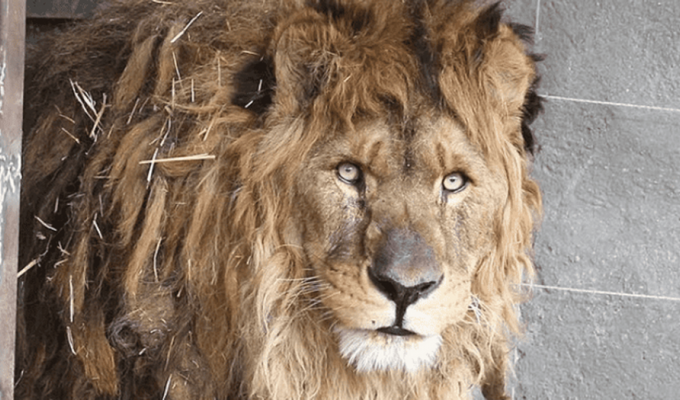 After six years in a cramped cage, the lion found the long-awaited freedom (6 photos + 1 video)