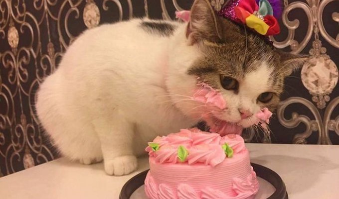 Кот пробует торт (4 фото)