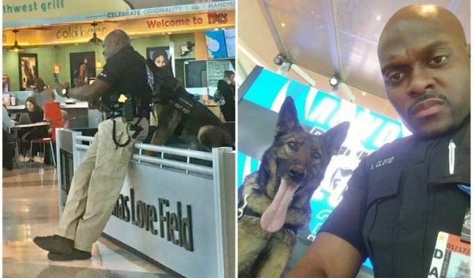 Девушка заметила, как полицейский в аэропорту делает селфи со служебной собакой (7 фото)