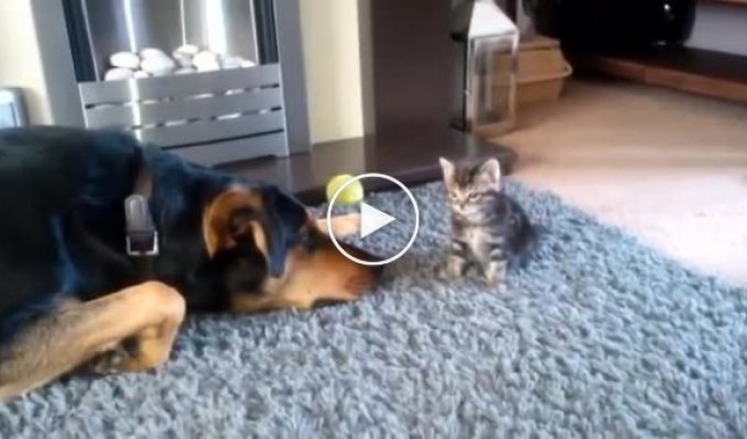 Взрослый пес умоляет маленького котенка поиграть с ним