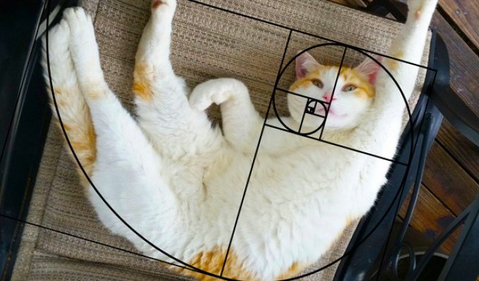 10 последовательностей Фибоначчи в доказательство того, что коты идеальны (11 фото)