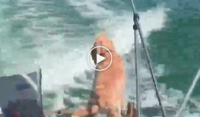 Собака гавкает на дельфина, сопровождающего катер
