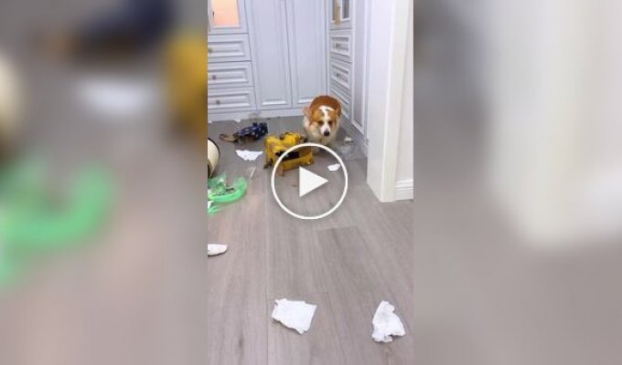 Corgi made a mess and left the stage with a guilty look