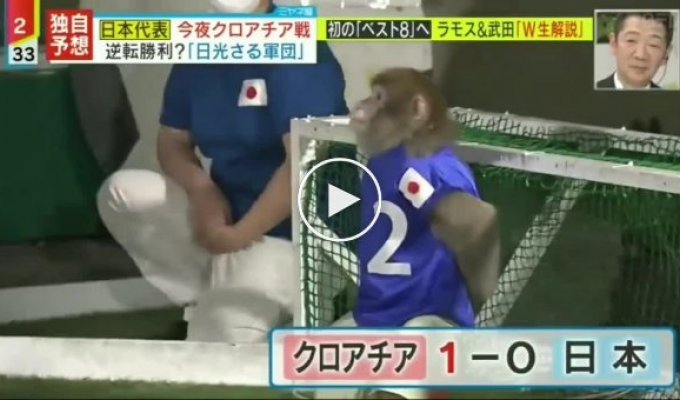 Такой футбол нам нужен - как играют настоящие обезьяны