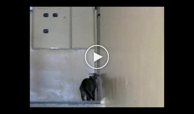 Умный кот умеет открывать дверь