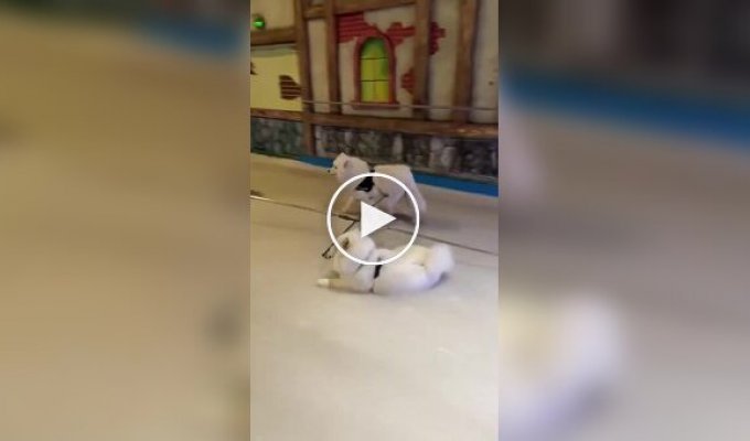 Не каждого пса можно заставить работать в праздники