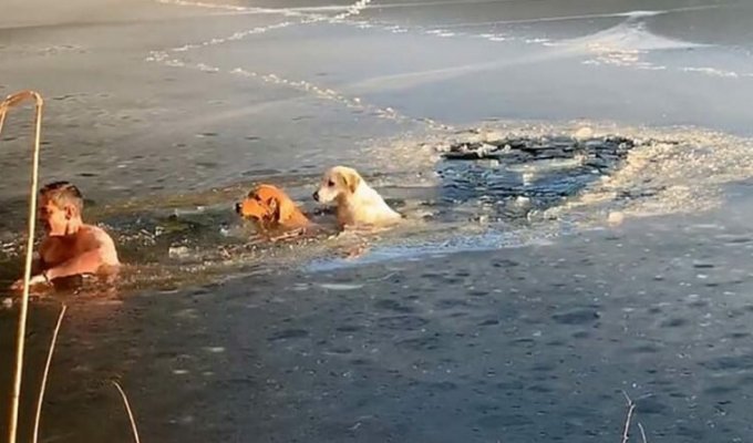 45-летний американец спас провалившихся под лёд собак (3 фото + 2 видео)