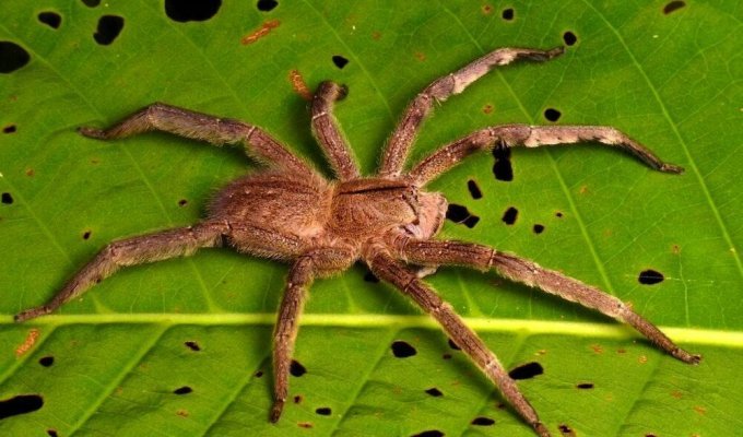 Небезпечний павук, якого можна випадково купити разом із фруктами (5 фото)