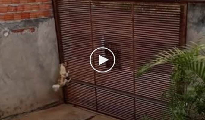 Собака научилась сбегать из дома хозяйки через ворота