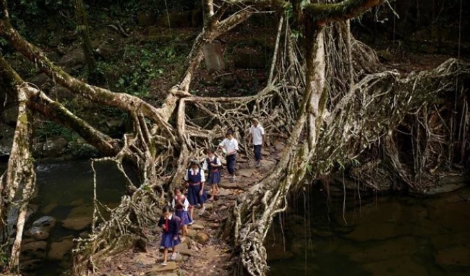 In India, bridges are not built, but grown (7 photos)