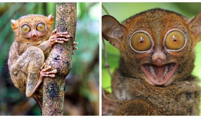 Cute primate - ghost tarsier (6 photos + 1 video)