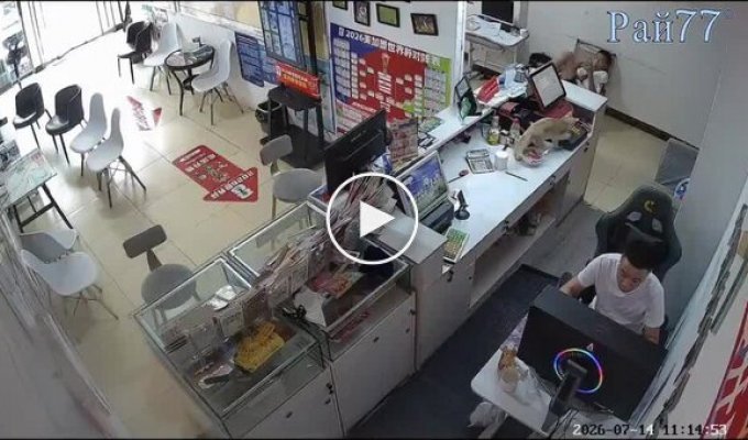 Кот случайно купил лотерейный билет