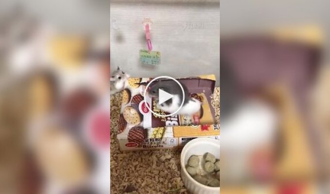 A mini treadmill for hamsters